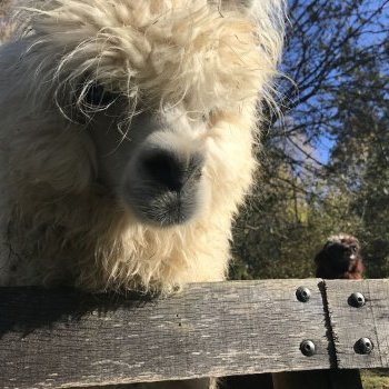 Agrandir l'image (fenêtre modale)