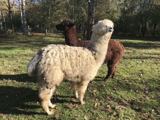 Agrandir l'image (fenêtre modale)