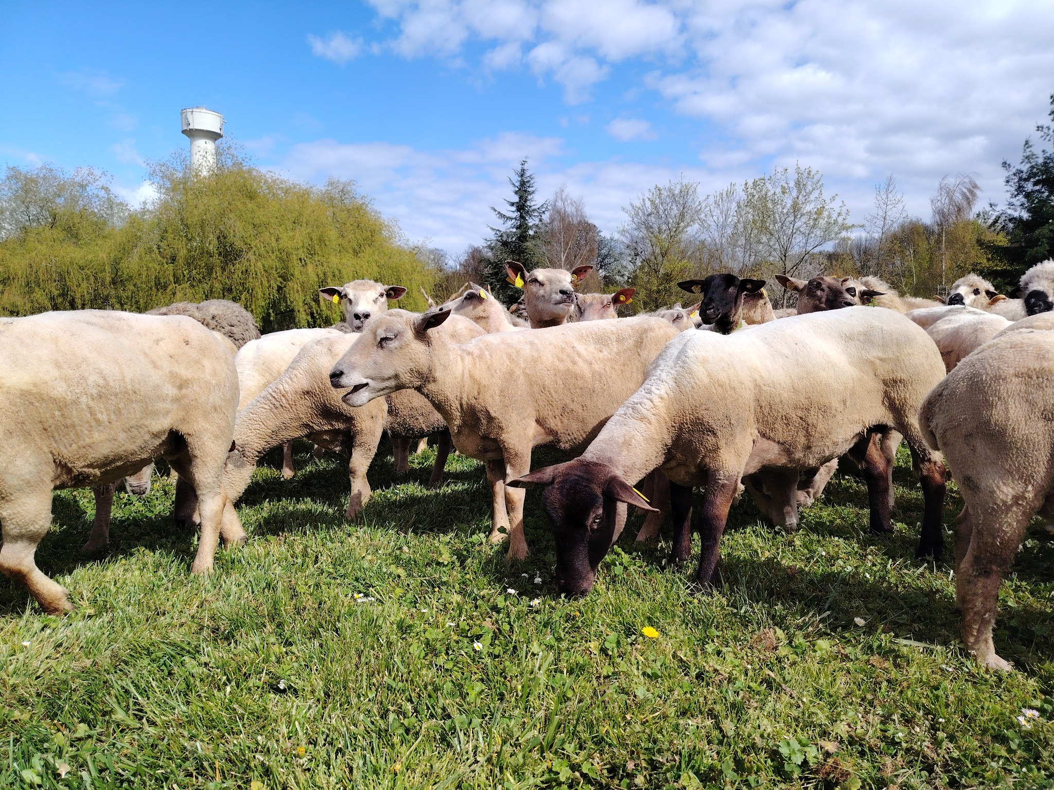 Agrandir l'image (fenêtre modale)