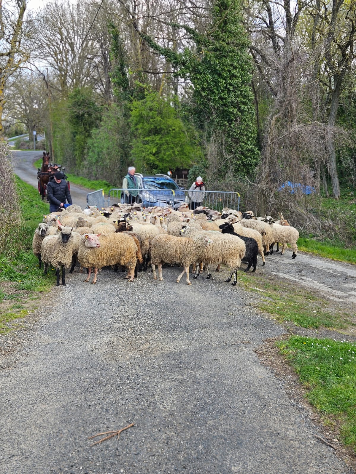 Agrandir l'image (fenêtre modale)