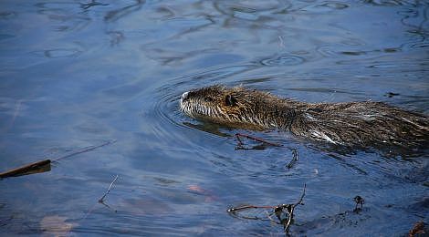Un piégeage collectif du vendredi 3 avril au vendredi 1er mai 2026 