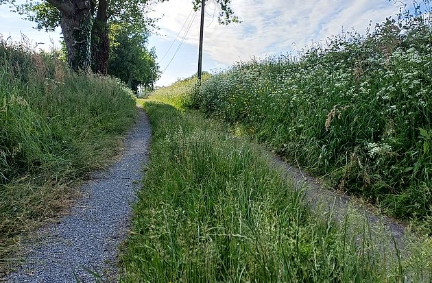 Entretien des espaces verts : les végétaux occupent l'espace !